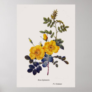 Poster Rosa Eglanteria, rosas selvagens, P. J. Redoute