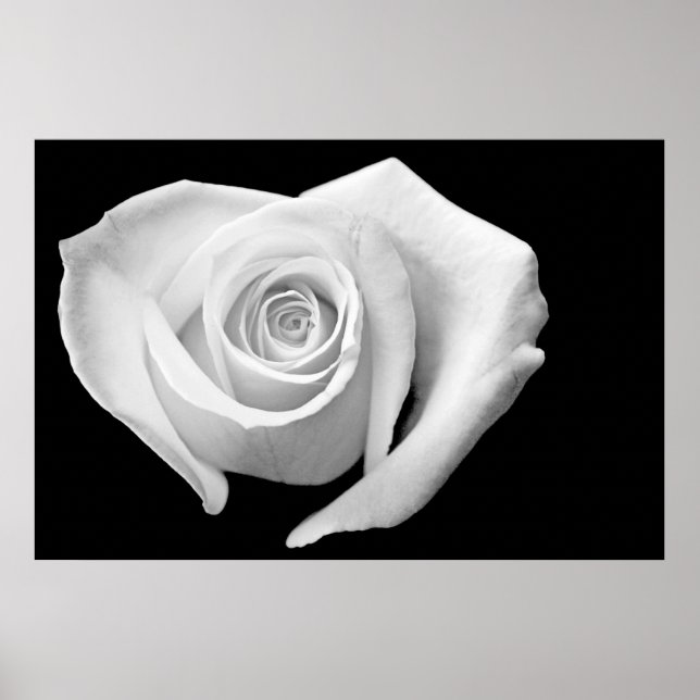 Poster Rosa em forma de coração, preto e branco (Frente)