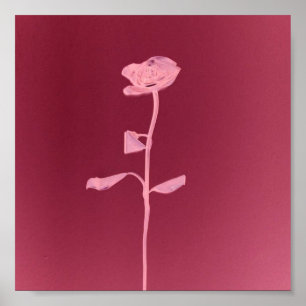 PÓSTER ROSA EXCLUSIVO