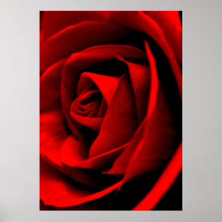 Poster Rosa Fechar