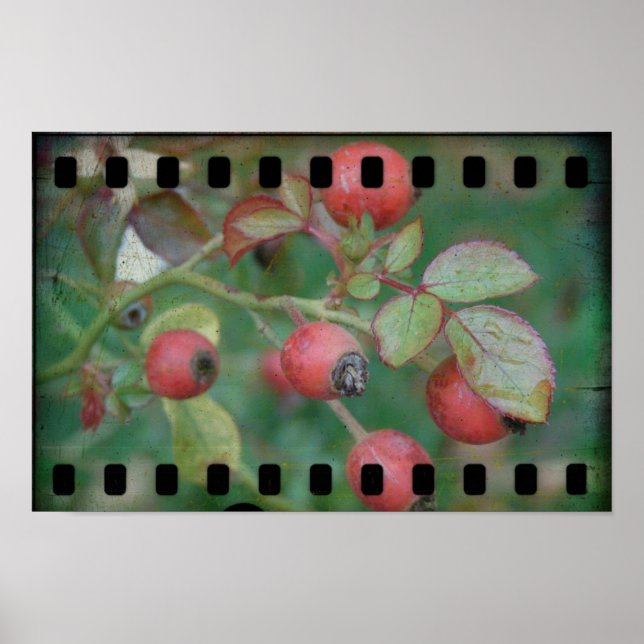 Poster Rosa Film (Frente)