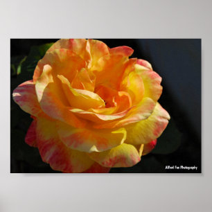 Poster Rosa Floral Amarela e Rosa