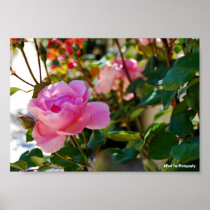 Poster Rosa Floral Rosa