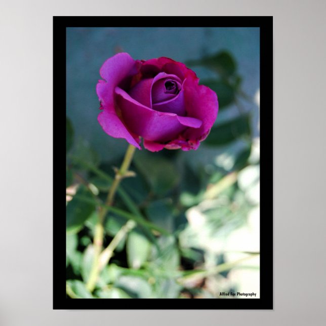 Poster Rosa Floral Roxa (Frente)