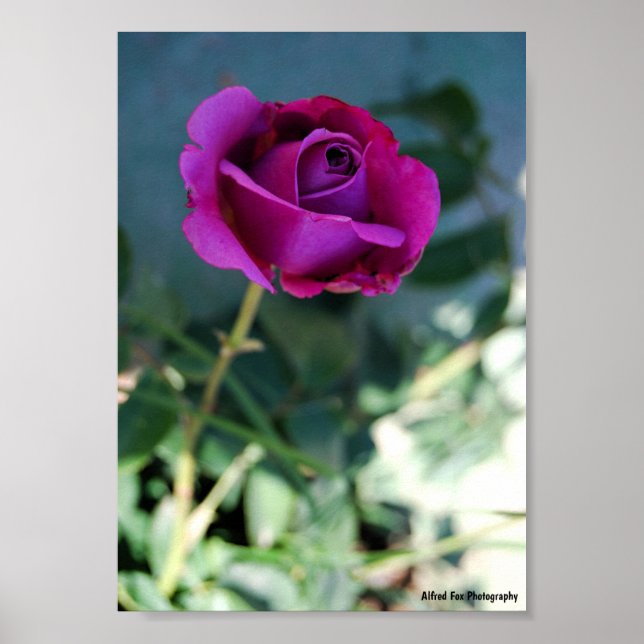 Poster Rosa Floral Roxa (Frente)