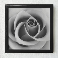 Rosa Flower Close Up Black and White Photoshop (pa