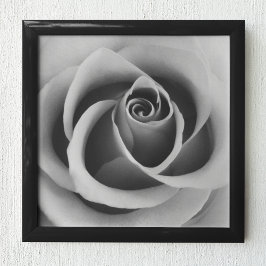 Poster Rosa Flower Close Up Black and White Photoshop (pa