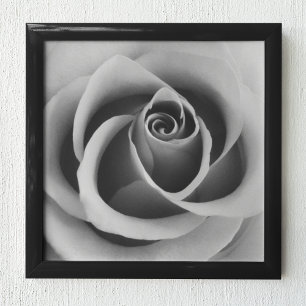 Poster Rosa Flower Close Up Black and White Photoshop (pa