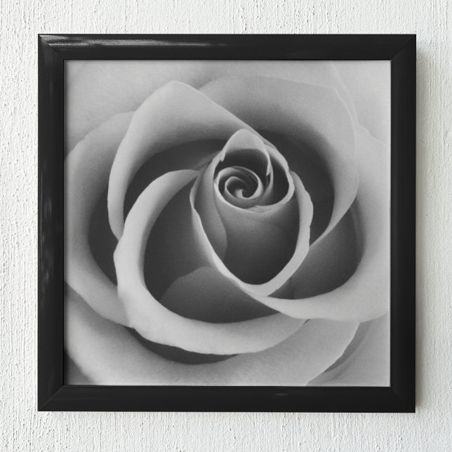 Poster Rosa Flower Close Up Black and White Photoshop (pa (Criador carregado)