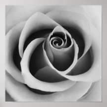 Rosa Flower Close Up Black and White Photoshop (pa