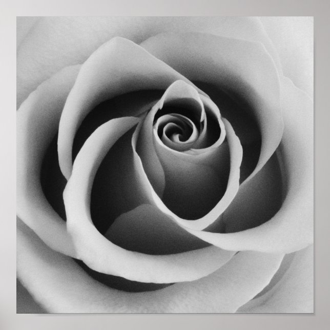 Poster Rosa Flower Close Up Black and White Photoshop (pa (Frente)