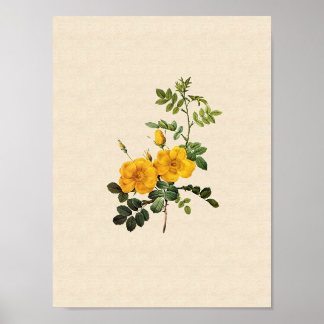 Póster Rosa foetida (Frente)