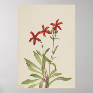 Poster Rosa-Fogo (Silene virginica)