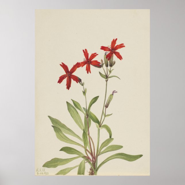 Poster Rosa-Fogo (Silene virginica) (Frente)