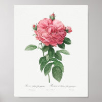 Rosa francês gigante Vintage Floral Rosa Rosa Rosa