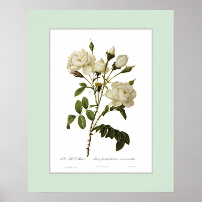 Póster Rosa francofurtana, fronteira personalizada (Frente)