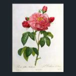 Poster Rosa Gallica Aurelianensis<br><div class="desc">Rosa Gallica Aurelianensis,  gravada por Eustache Hyacinthe Langlois | por Pierre Joseph Redoute | Art Location: Lindley Library,  RHS,  Londres,  Reino Unido | Artista francês | Número de recolha de imagens: BAL8421</div>