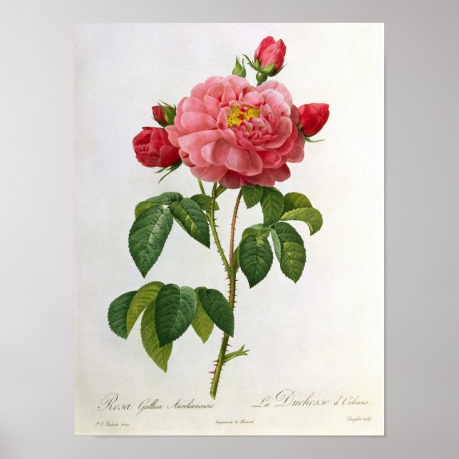Poster Rosa Gallica Aurelianensis (Frente)