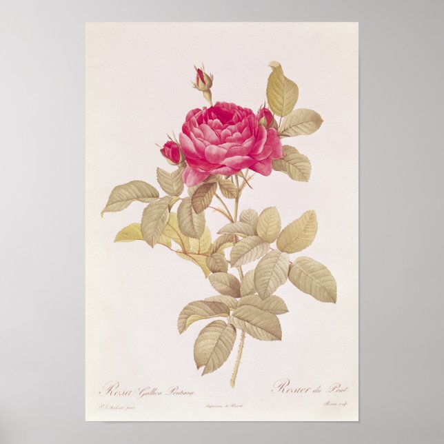 Poster Rosa Gallica, de Les Pontiana, Rosa (Frente)