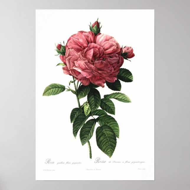 Póster Rosa gallica flore giganteo (Frente)