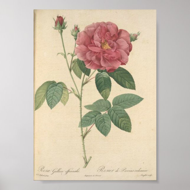 Poster Rosa Gallica Officinalis, Rosier des Apothicaires (Frente)