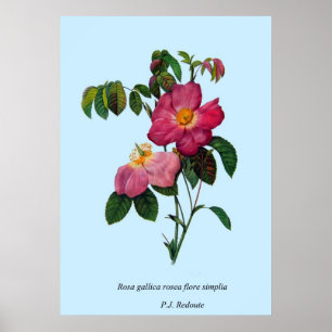 Poster Rosa gallica, Pierre Joseph Redouté