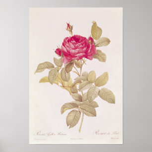 Poster Rosa Gallica Pontiana, 'dos rosas de Les
