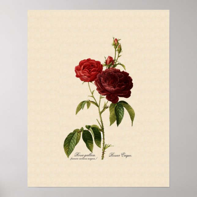 Póster Rosa gallica purpuro-violacea magna (Frente)