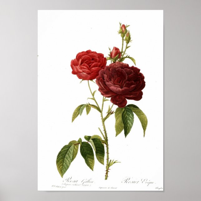 Poster Rosa gallica purpuro-violacea magna (Frente)