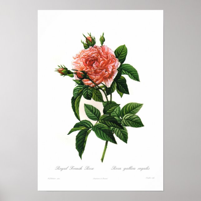 Póster Rosa gallica regalis (Frente)
