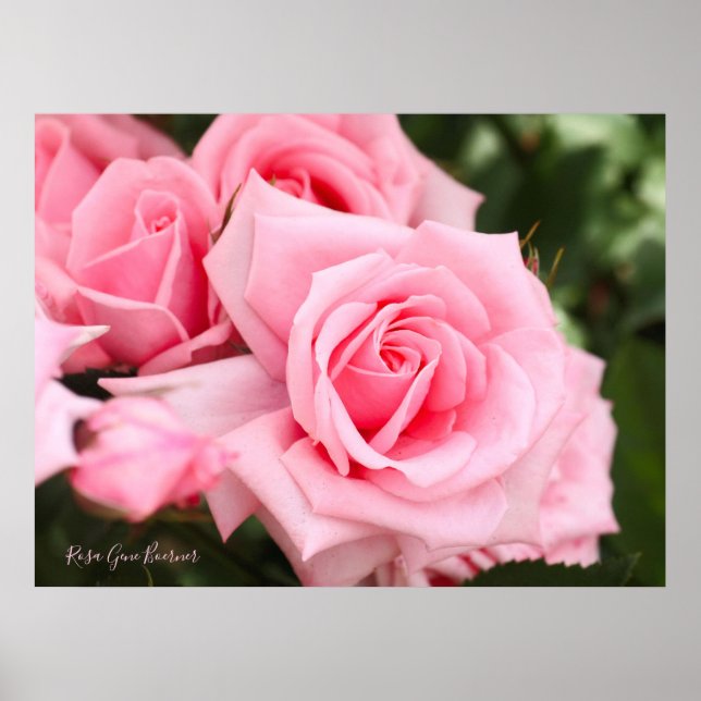 Poster Rosa Gene Boerner [Pôster de papel de valor] (Frente)