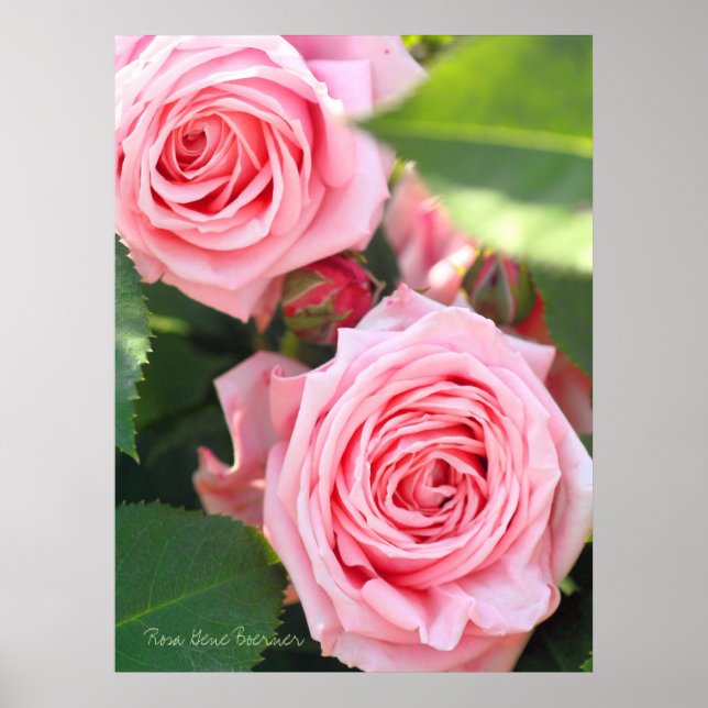 Poster Rosa Gene Boerner [Valor do papel do cartaz] (Frente)