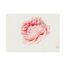 POSTER : ROSA : GEORGIUS J. JOHANNES VAN OS