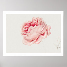 POSTER : ROSA : GEORGIUS J. JOHANNES VAN OS