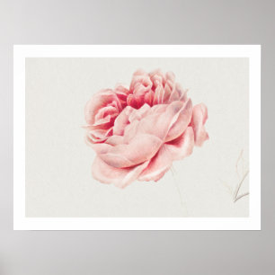 POSTER : ROSA : GEORGIUS J. JOHANNES VAN OS