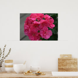 Poster Rosa Geranium Flower
