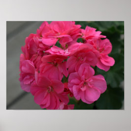 Poster Rosa Geranium Flower