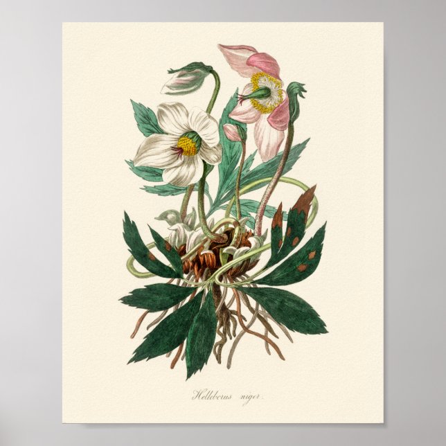 Poster Rosa (Helleborus niger) (Frente)