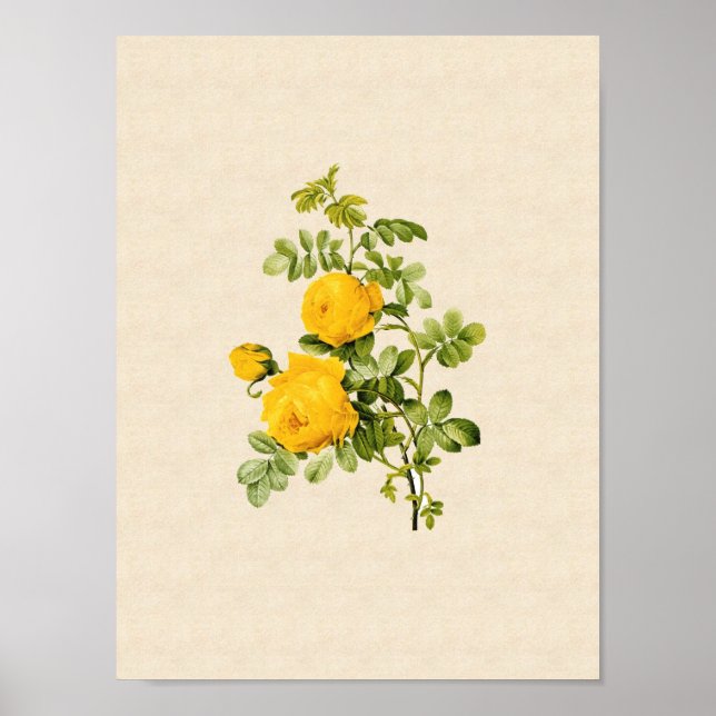 Poster Rosa hemisférica (Frente)