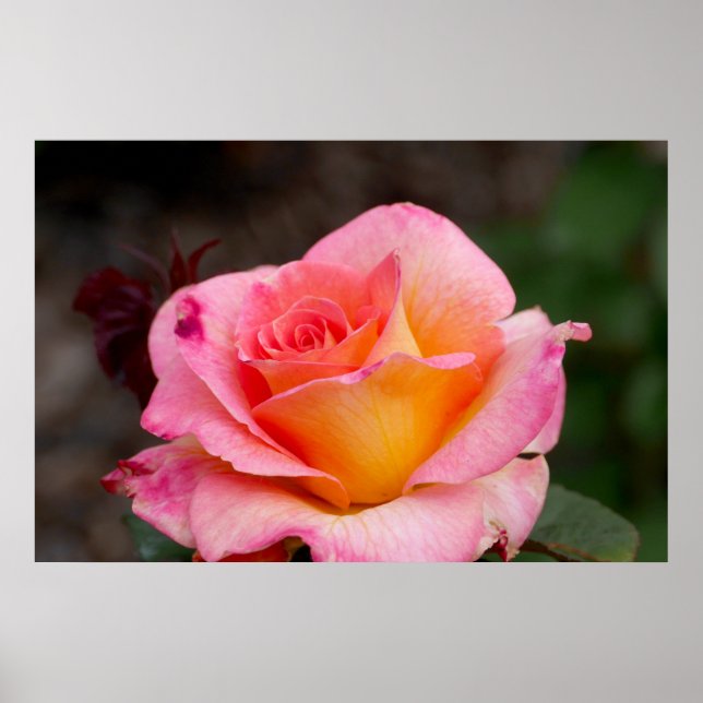 Poster Rosa híbrido (Frente)