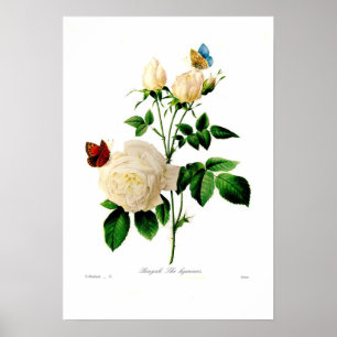 Póster Rosa indica