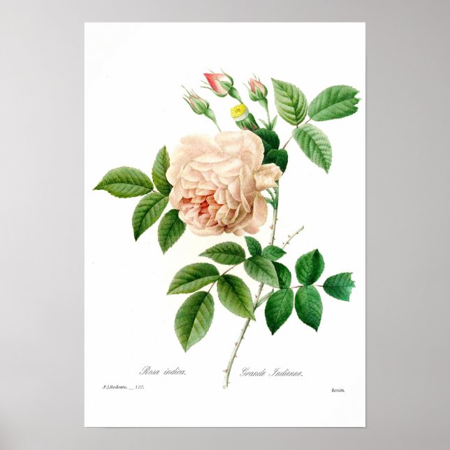 Poster Rosa indica (Frente)