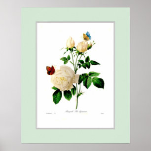Poster Rosa indica, beira feita sob encomenda