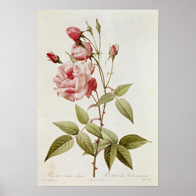 Póster Rosa Indica, de "Les Vulgaris, Rosas (Frente)