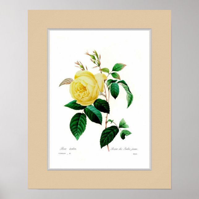 Poster Rosa indica,Fronteira personalizada (Frente)