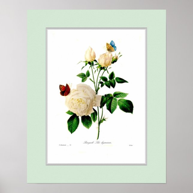 Poster Rosa indica,Fronteira personalizada (Frente)