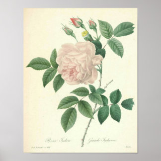 Poster Rosa Indica por reduplica