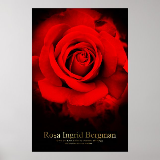 Poster Rosa Ingrid Bergman:Poster (Frente)