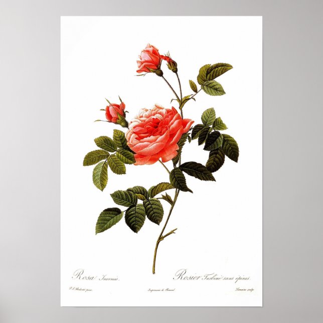 Poster Rosa intermis (Frente)