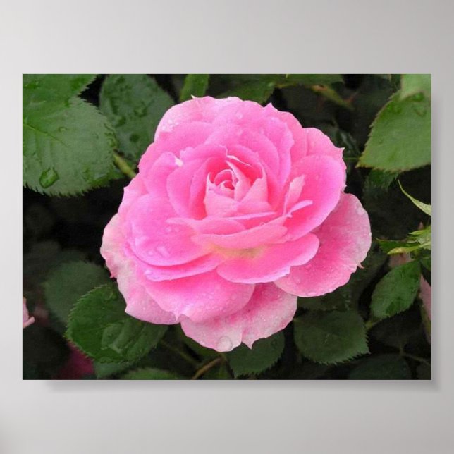 Póster Rosa Kissed (Frente)